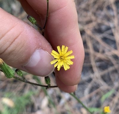Hieracium megacephalon, photographed by natalie