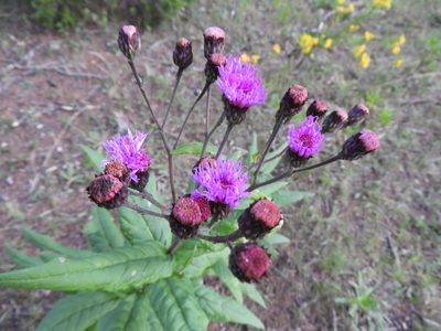 Vernonia greggii, photographed by Leticia Jiménez Hernández
