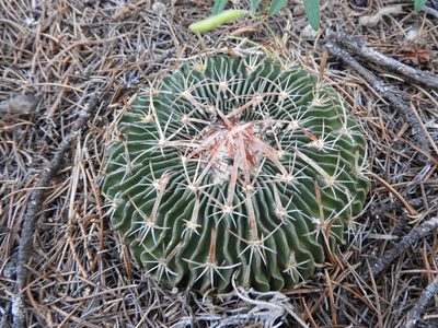 Stenocactus dichroacanthus, photographed by Leticia Jiménez Hernández
