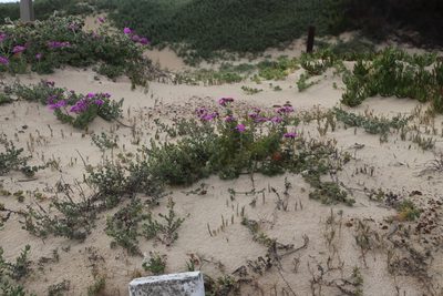 Silene crassifolia, photographed by Tony Rebelo