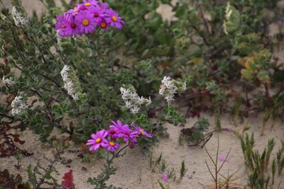 Silene crassifolia, photographed by Tony Rebelo