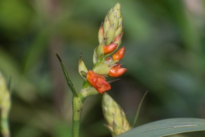 Elleanthus aurantiacus, photographed by DANIEL ALEJANDRO CHICA BOTERO
