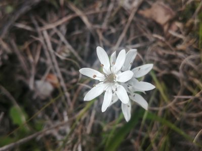 Wurmbea punctata, photographed by sharndreheuvel