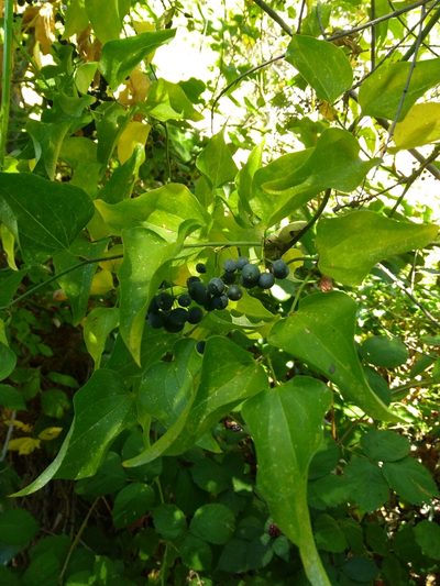 Smilax californica, photographed by calibas