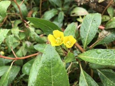 Ludwigia hexapetala, photographed by Dawn VanDeman