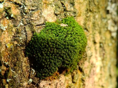 Bryomyces phyllanthus, photographed by Susan Marley