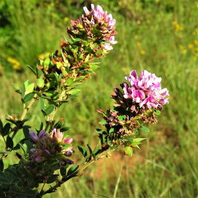 Lespedeza stuevei, photographed by Annika Lindqvist