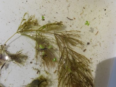 Ceratophyllum echinatum, photographed by Summit Metro Parks