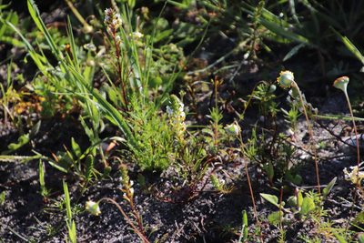 Hebenstretia repens, photographed by Tony Rebelo