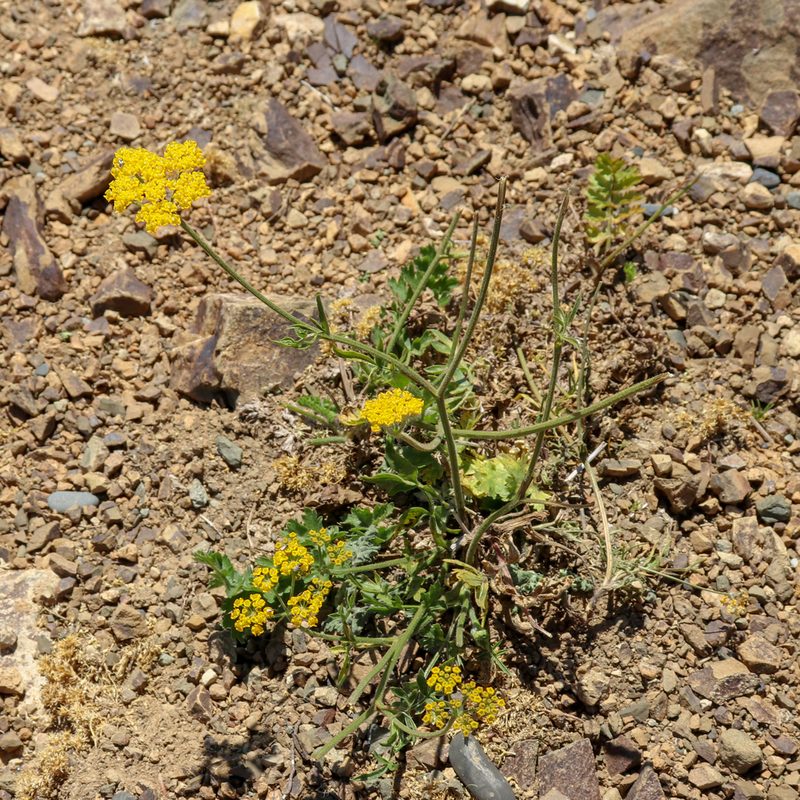 Pastinaca armena, photographed by stolbovsky