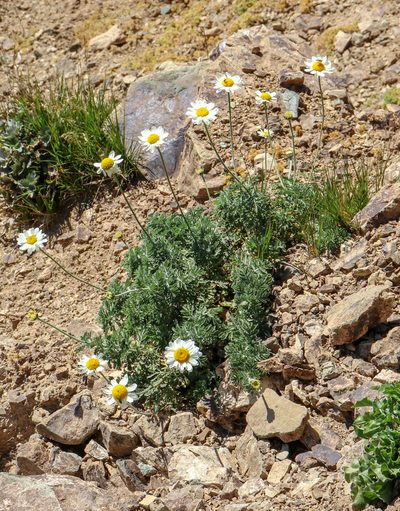 Cota melanoloma, photographed by stolbovsky