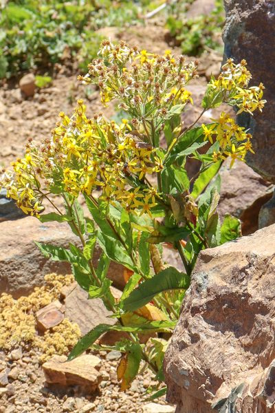 Senecio propinquus, photographed by stolbovsky