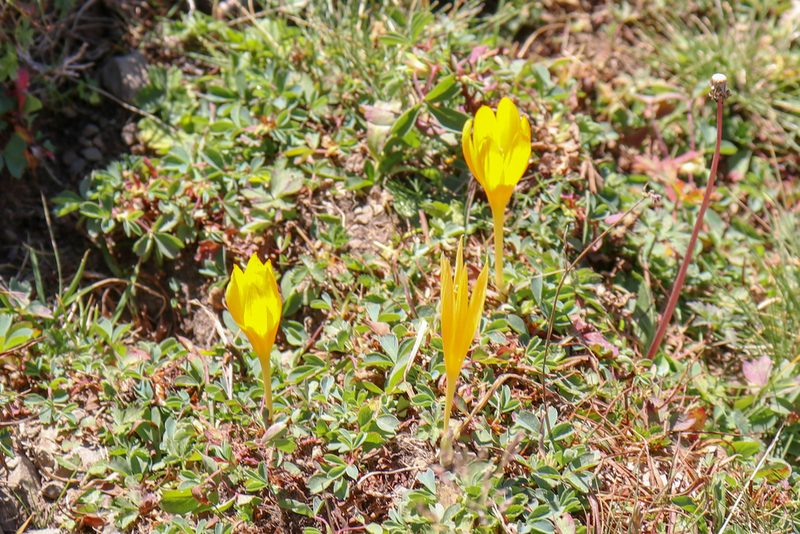 Crocus scharojanii, photographed by stolbovsky