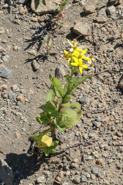 Senecio propinquus, photographed by stolbovsky