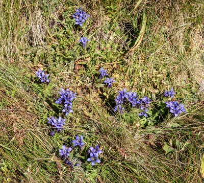 Gentiana septemfida, photographed by stolbovsky