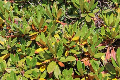 Rhododendron caucasicum, photographed by stolbovsky