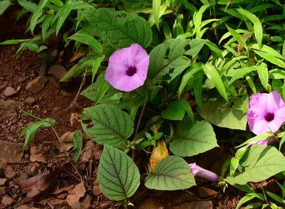 Argyreia pilosa, photographed by S.MORE