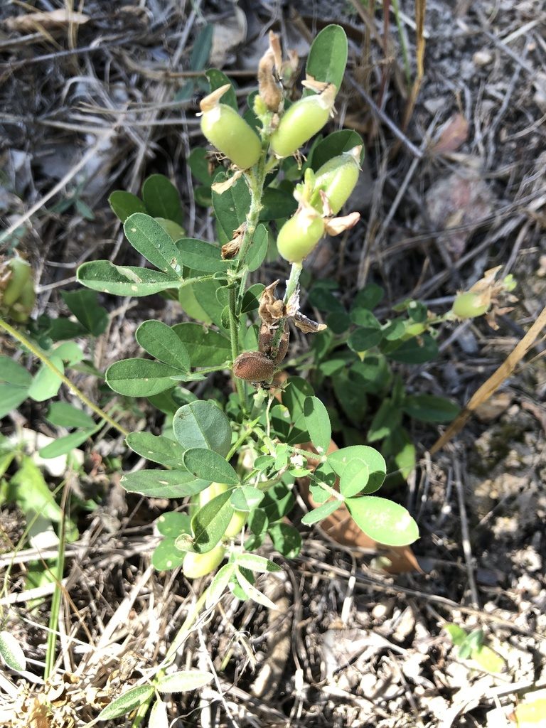 Crotalaria goreensis, photographed by elawrey