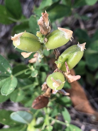 Crotalaria goreensis, photographed by elawrey