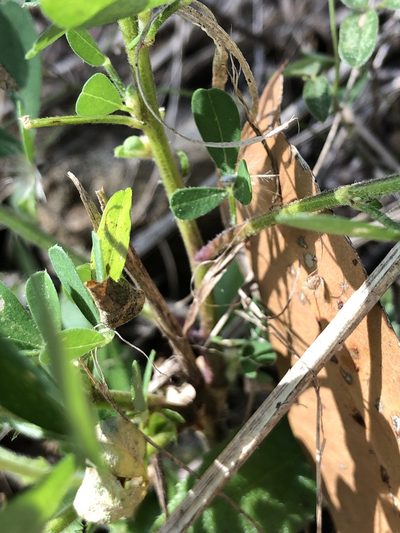 Crotalaria goreensis, photographed by elawrey