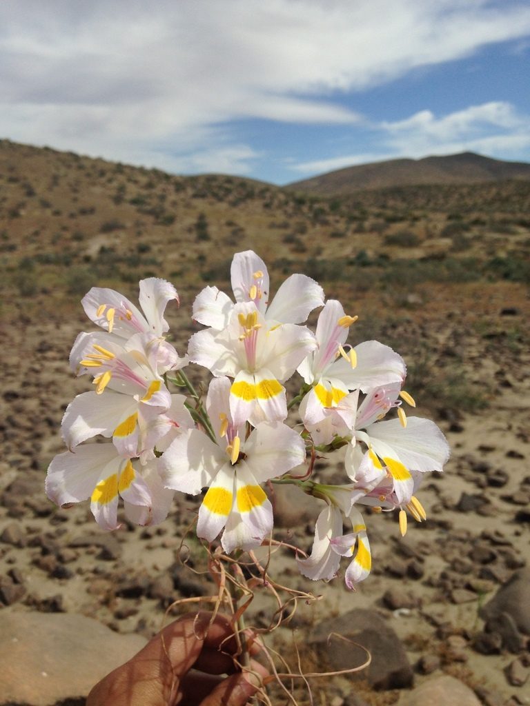 Alstroemeria leporina, photographed by Aira Francisca Faúndez Fallau