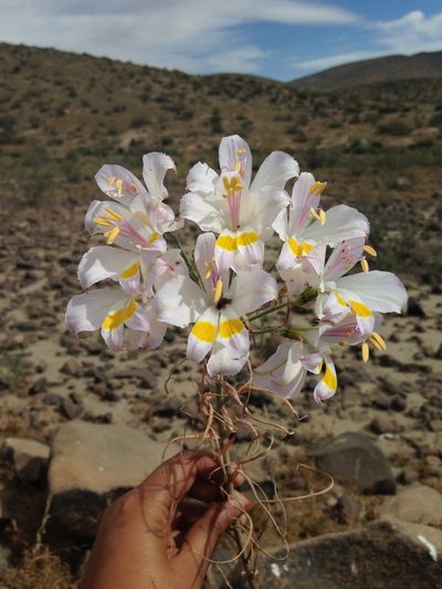 Alstroemeria leporina, photographed by Aira Francisca Faúndez Fallau