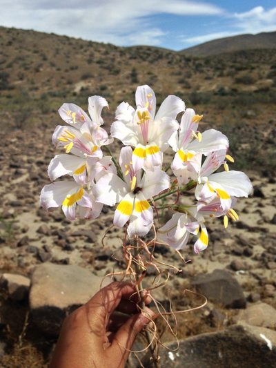 Alstroemeria leporina, photographed by Aira Francisca Faúndez Fallau