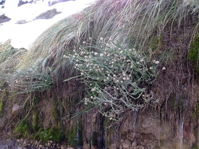 Baccharis sagittalis, photographed by Aira Francisca Faúndez Fallau