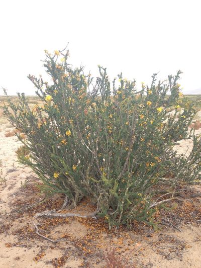 Balsamocarpon brevifolium, photographed by Aira Francisca Faúndez Fallau