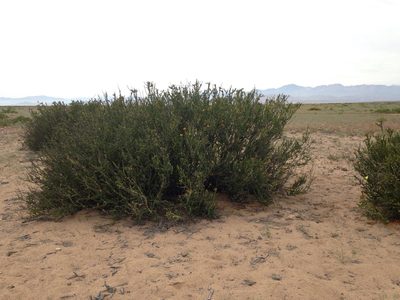 Balsamocarpon brevifolium, photographed by Aira Francisca Faúndez Fallau