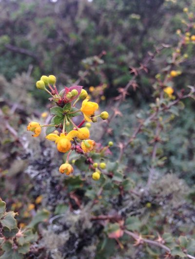 Berberis actinacantha, photographed by Aira Francisca Faúndez Fallau