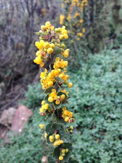 Berberis actinacantha, photographed by Aira Francisca Faúndez Fallau