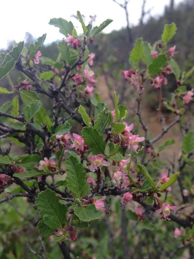 Bridgesia incisifolia, photographed by Aira Francisca Faúndez Fallau