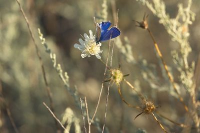 Lomelosia argentea, photographed by Вячеслав Юсупов