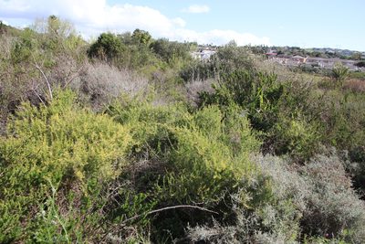 Asparagus africanus, photographed by Tony Rebelo
