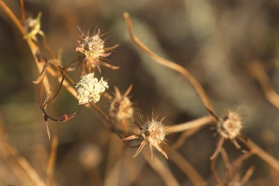 Lomelosia argentea, photographed by Вячеслав Юсупов