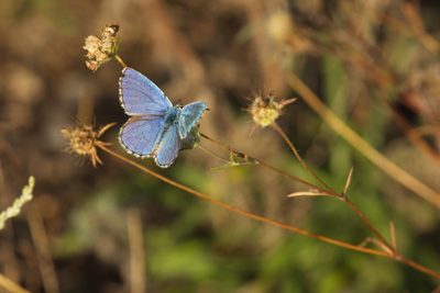 Lomelosia argentea, photographed by Вячеслав Юсупов