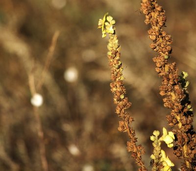 Verbascum ovalifolium, photographed by Вячеслав Юсупов