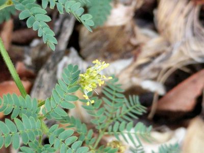 Desmanthus acuminatus, photographed by Alison Northup