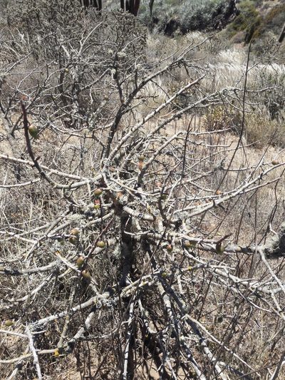 Vasconcellea chilensis, photographed by Aira Francisca Faúndez Fallau