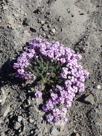 Verbena gynobasis, photographed by Aira Francisca Faúndez Fallau