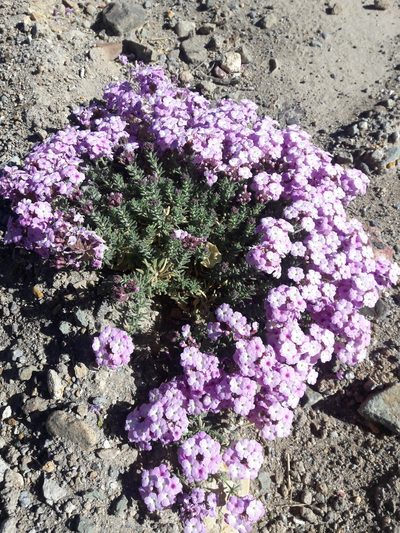 Verbena gynobasis, photographed by Aira Francisca Faúndez Fallau