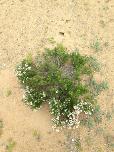 Heliotropium floridum, photographed by Aira Francisca Faúndez Fallau