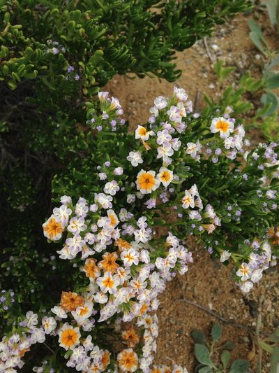 Heliotropium floridum, photographed by Aira Francisca Faúndez Fallau