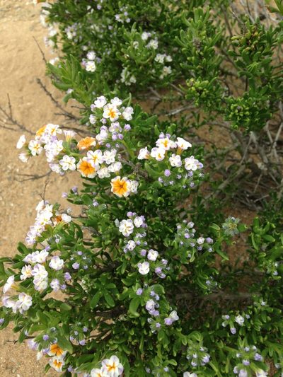 Heliotropium floridum, photographed by Aira Francisca Faúndez Fallau