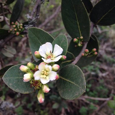 Kageneckia oblonga, photographed by Aira Francisca Faúndez Fallau