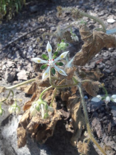 Loasa floribunda, photographed by Aira Francisca Faúndez Fallau