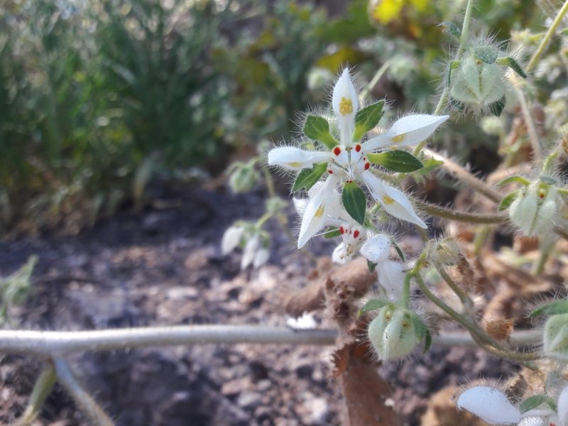 Loasa floribunda, photographed by Aira Francisca Faúndez Fallau