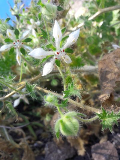 Loasa floribunda, photographed by Aira Francisca Faúndez Fallau