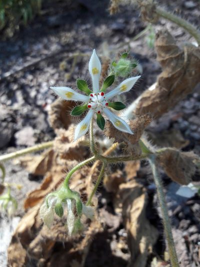 Loasa floribunda, photographed by Aira Francisca Faúndez Fallau